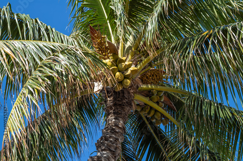 Closeup of a Coconut Laden Palm Tree.