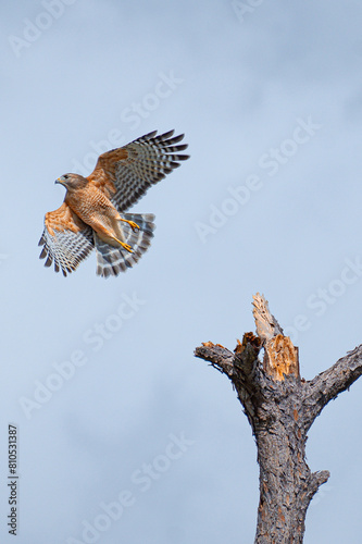 Red-shouldered Hawk