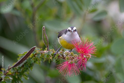Bananaquit