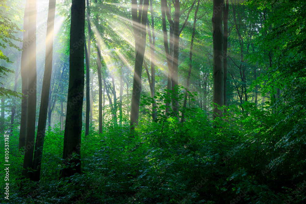 Fototapeta premium Sunny morning in the forest
