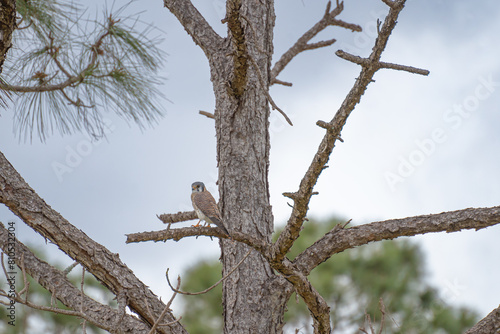 American Kestrel