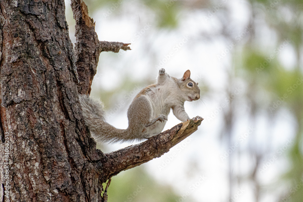 Obraz premium Squirrel