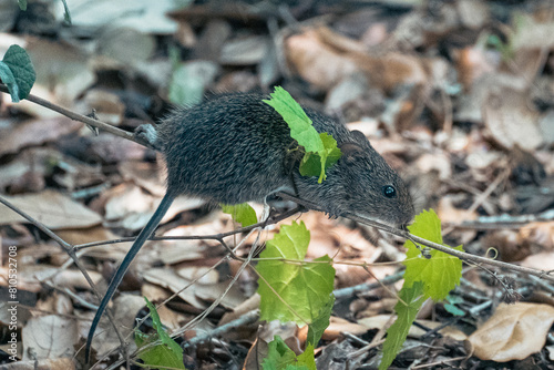 Rat