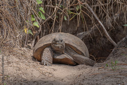 Gopher Tortoise
