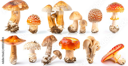 A collection of different mushrooms on a white background. photo