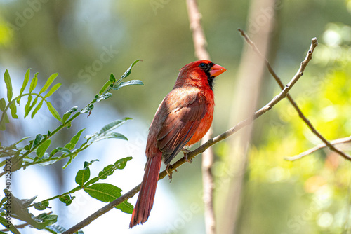 Cardinal