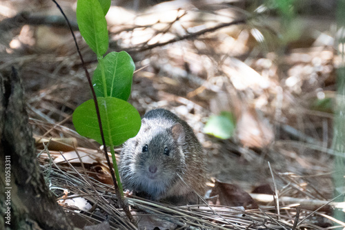 Rat