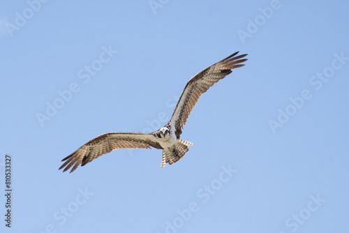 Osprey