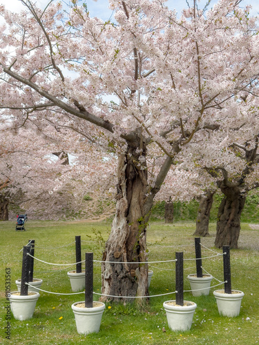 Peach blossom landscape in full bloom