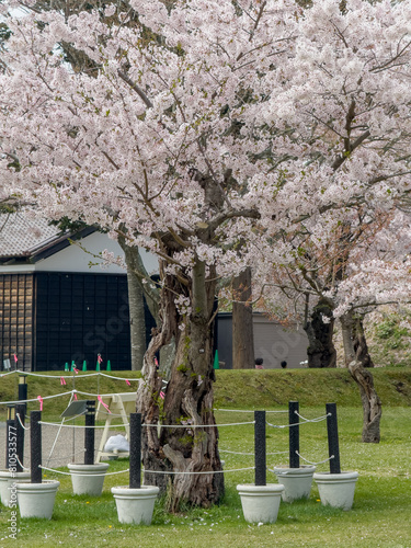 Peach blossom landscape in full bloom