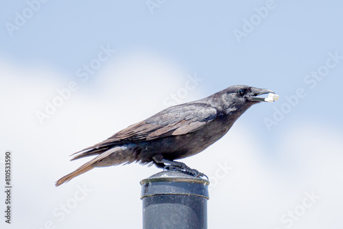 Raven