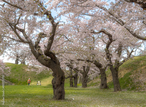 Peach blossom landscape in full bloom