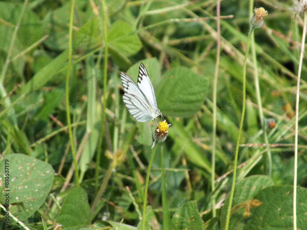 A white butterfly flies over a yellow flower A white butterfly flies over a yellow flower