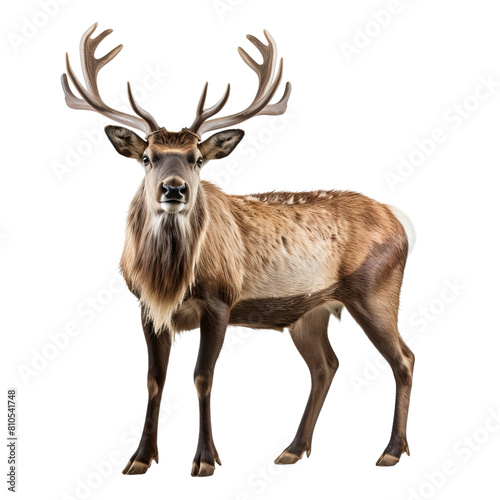 A large male deer with antlers stands in a field. The deer is looking at the camera.