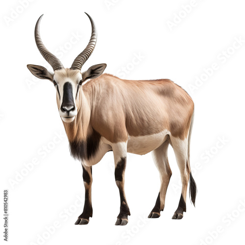 An image of an animal with long horns standing on a black background.