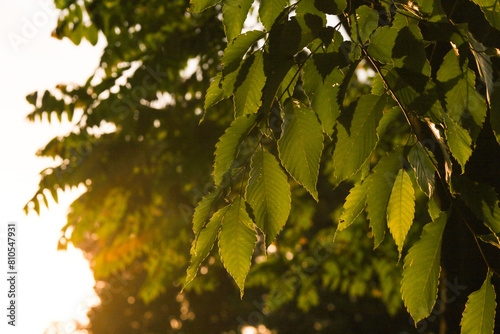 green maple leaves