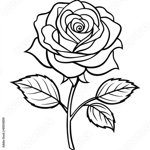 Rose flower outline illustration coloring book page design, Rose flower black and white line art drawing coloring book pages for children and adults
