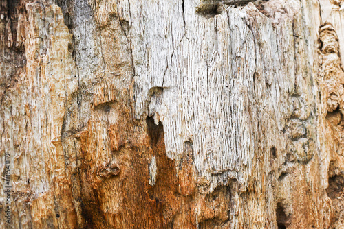 bark of a tree