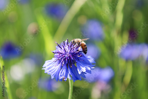 bee on a flower