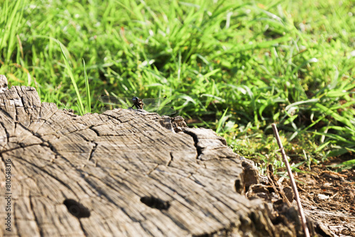 Dragonfly on a stump
