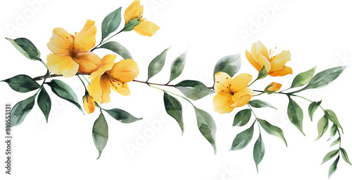 Watercolor Daffodil painting flowers isolated on transparent. bouquet of flowers transparent.