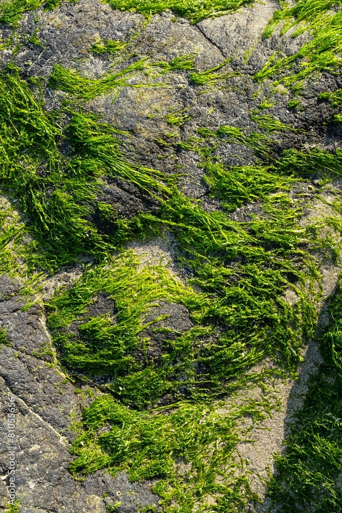 Green seaweed formed on seashore.