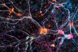 Highresolution imaging of neural networks and brain fibers
