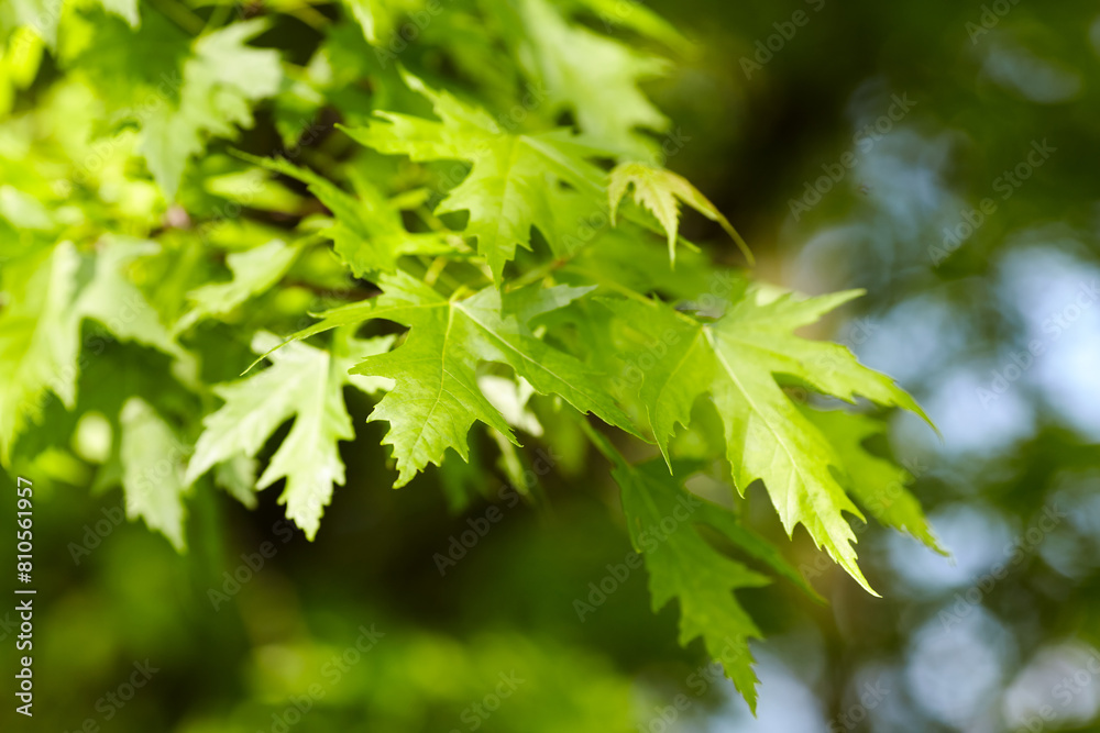 Green leaves background. Selective and soft focus. Copy space.
Green leaves background. Selective and soft focus. Copy space.