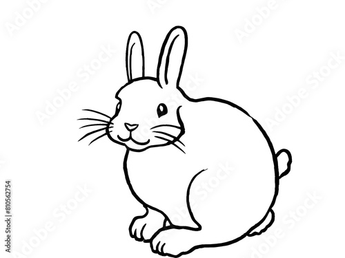 Rabbit on a white background 
