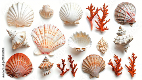 Seashells with coral on white background