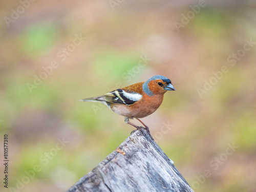 Common chaffinch, Fringilla coelebs, sits on a tree. Common chaffinch in wildlife.