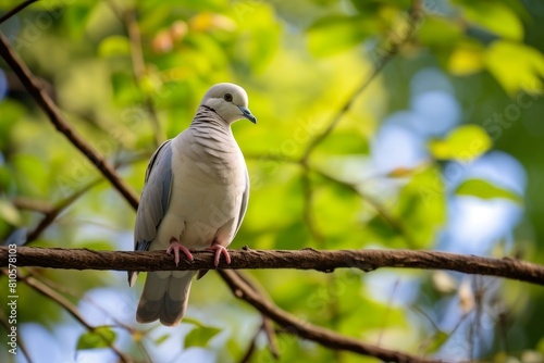 Peaceful dove perched on branch