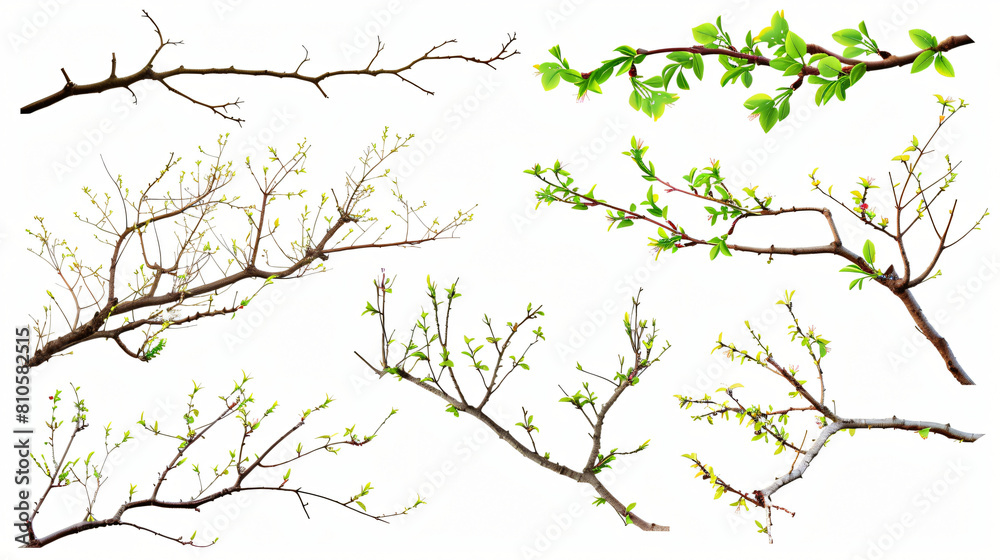 Set of spring tree branches on white background
