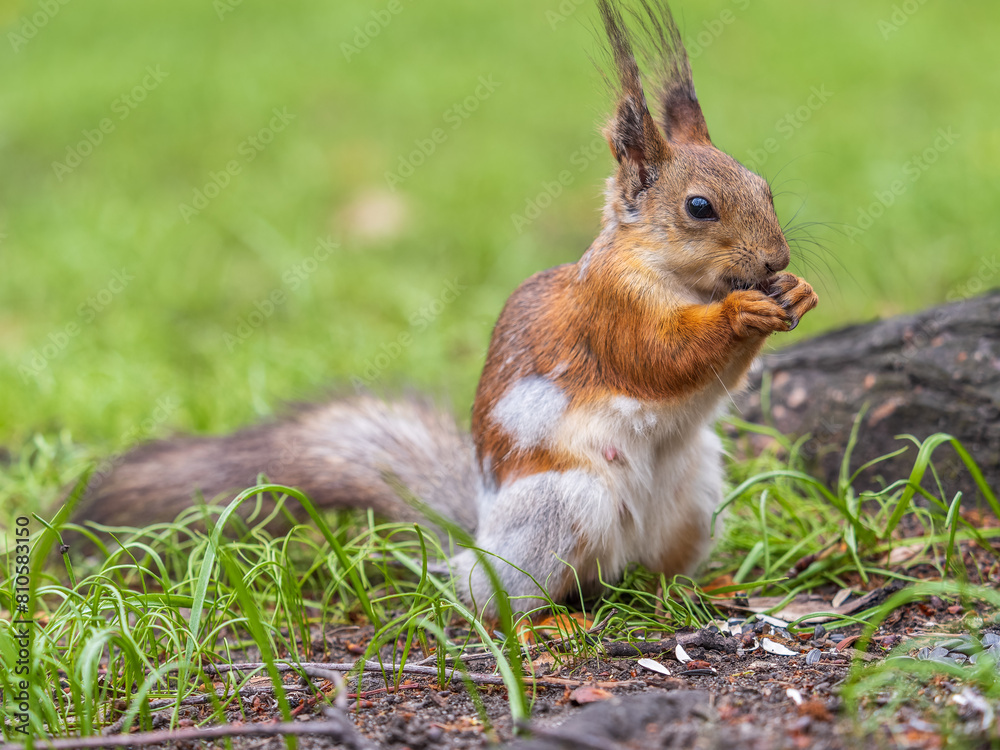 Close-up Portrait of Squirrel. Squirrel eats a nut while sitting in green grass. Close-up Portrait of Squirrel. Squirrel eats a nut while sitting in green grass.