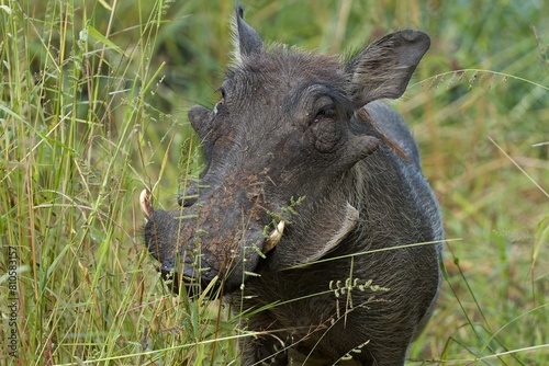 Common Warthog (Phacochoerus africanus). South Luangwa National Park. Zambia. Africa. photo