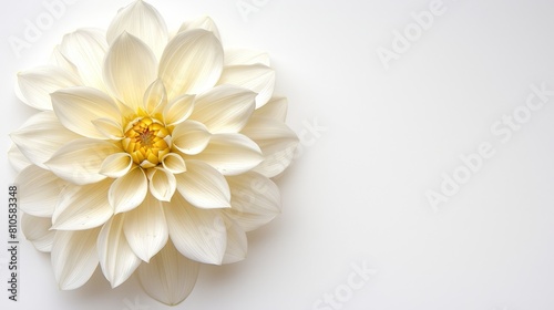   A large white flower with a yellow center on a white background The flower's center is distinctively yellow