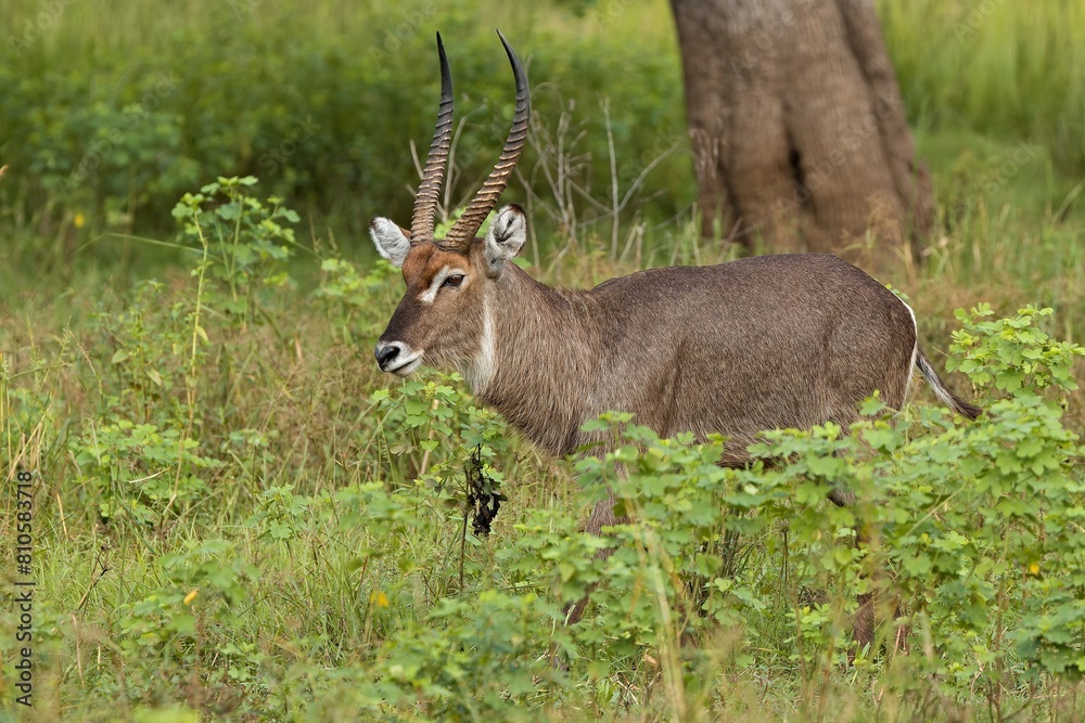 Waterbuck (Kobus ellipsiprymnus) in South Luangwa National Park. Zambia. Africa.