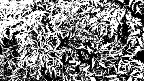 7-52. Bamboo Leaf Texture Effect - Illustration. Old Tree Leaf Black and White Vector Texture.