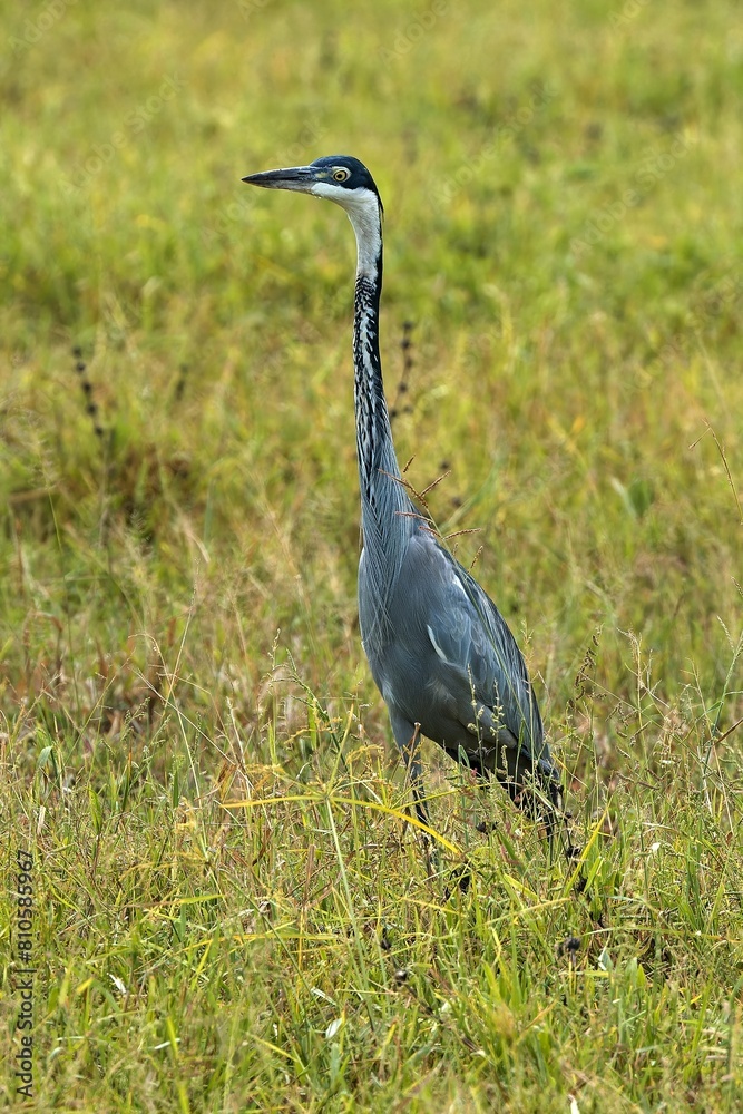 Black-Headed Heron (Ardea melanocephala) in South Luangwa National Park. Zambia. Africa.