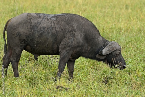 Cape Buffalo  Syncerus caffer caffer . South Luangwa National Park. Zambia. Africa.