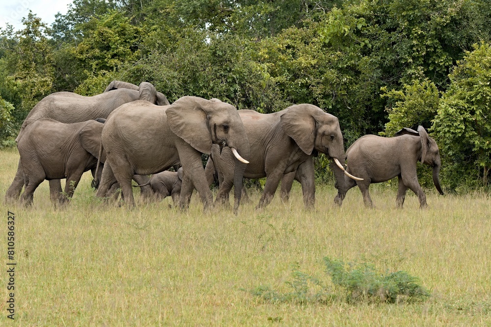 African Elephant (Loxodonta africana) in South Luangwa National Park. Zambia. Africa.