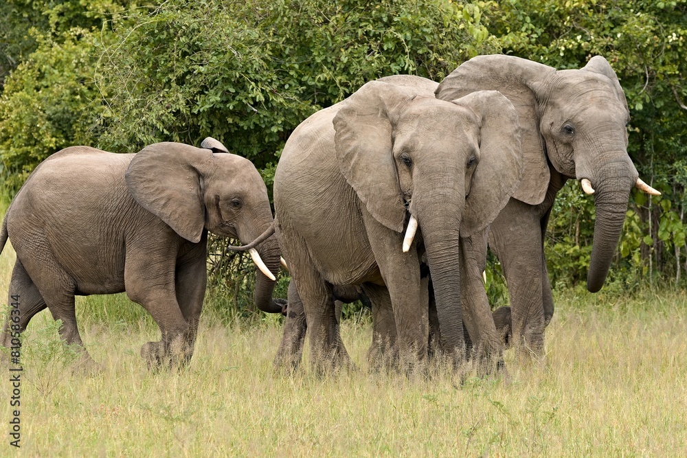 African Elephant (Loxodonta africana) in South Luangwa National Park. Zambia. Africa. African Elephant (Loxodonta africana) in South Luangwa National Park. Zambia. Africa.
