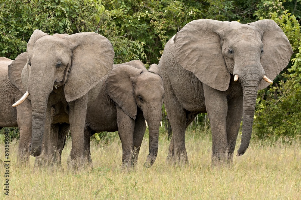 African Elephant (Loxodonta africana) in South Luangwa National Park. Zambia. Africa. African Elephant (Loxodonta africana) in South Luangwa National Park. Zambia. Africa.