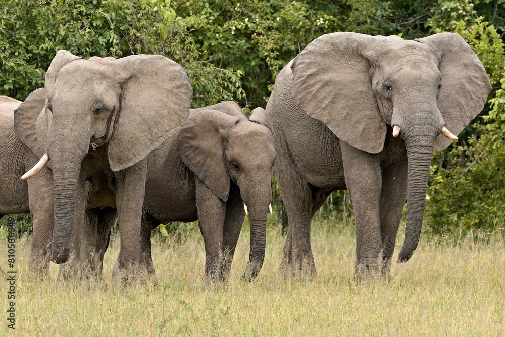 African Elephant (Loxodonta africana) in South Luangwa National Park. Zambia. Africa.