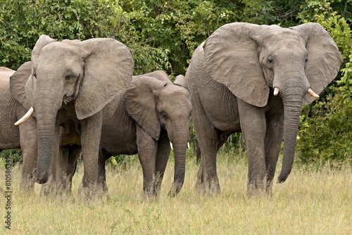 African Elephant  Loxodonta africana  in South Luangwa National Park. Zambia. Africa.