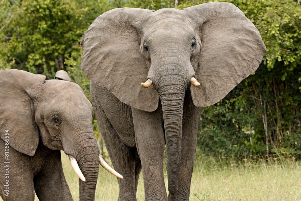 Obraz premium African Elephant (Loxodonta africana) in South Luangwa National Park. Zambia. Africa.