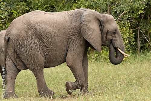 African Elephant  Loxodonta africana  in South Luangwa National Park. Zambia. Africa.