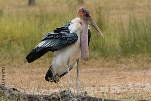 Marabou Stork (Leptoptilos crumeniferus). South Luangwa National Park. Zambia. Africa. photo