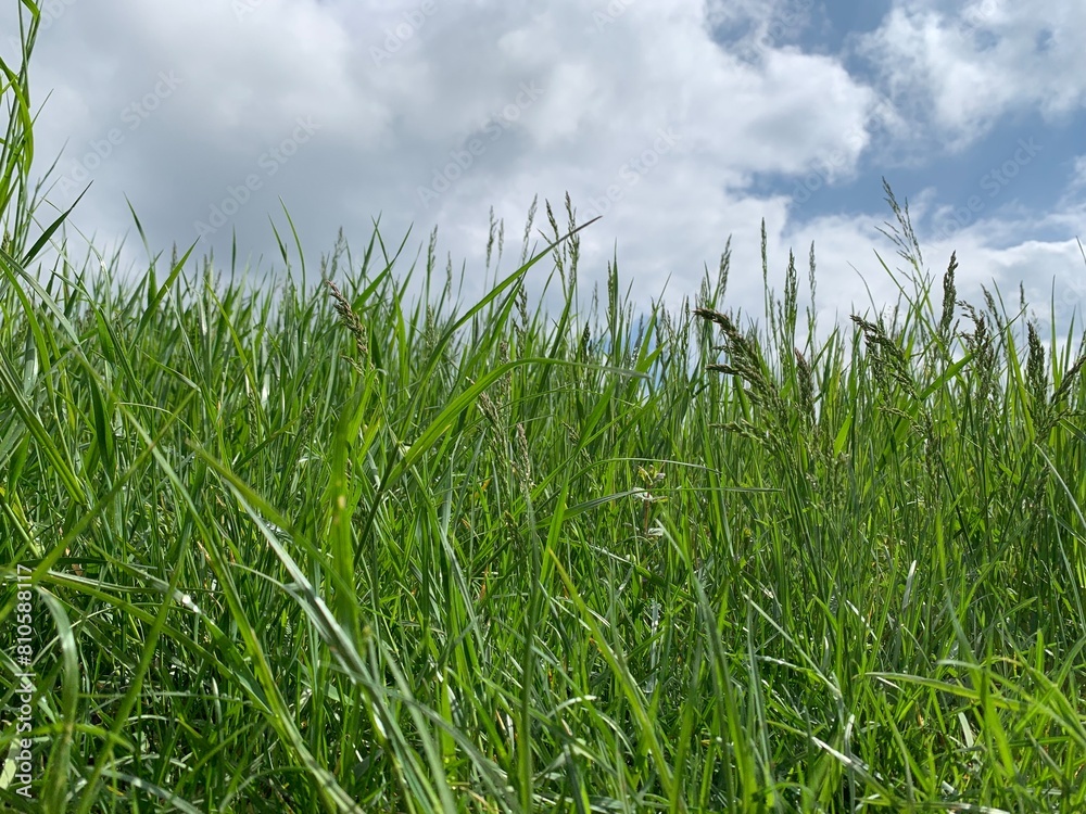 grass and sky grass and sky