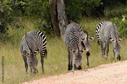 Crawshay s Zebra  Equus quagga crawshayi . South Luangwa National Park. Zambia. Africa.